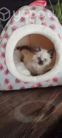 Camas para gatos - Imagen 2