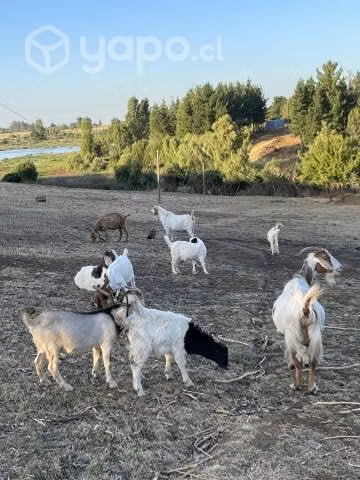 Chivos