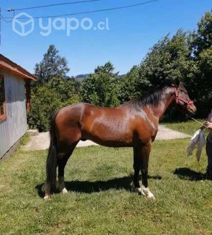 Potrillo 2.5 años