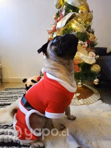 Traje navideño para perro - Imagen 3