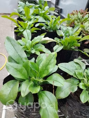 Benditas plantas y flores - Imagen 2