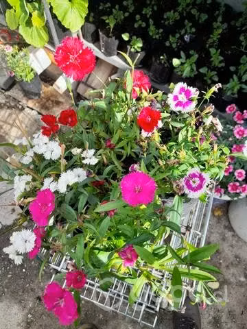 Benditas plantas y flores - Imagen 5