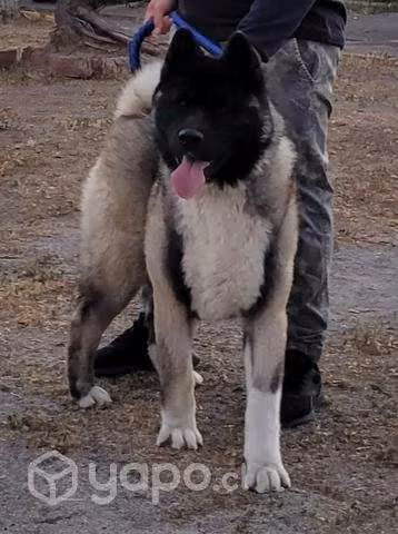 Akita americano macho busca polola