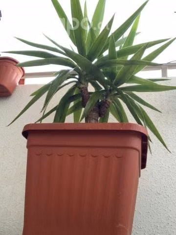 Palmera - Yucca