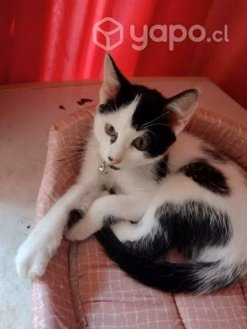 Se da gatito