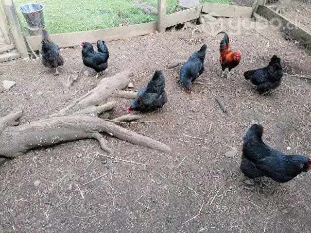 Gallinas y gallo - Imagen 2