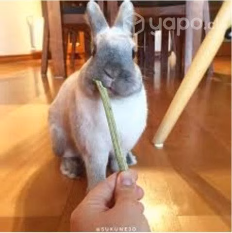Palitos de Maqui para Roer #NFP0387 - Imagen 2