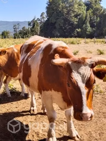 Animales Vacunos - Imagen 2