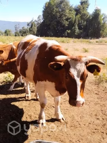 Animales Vacunos