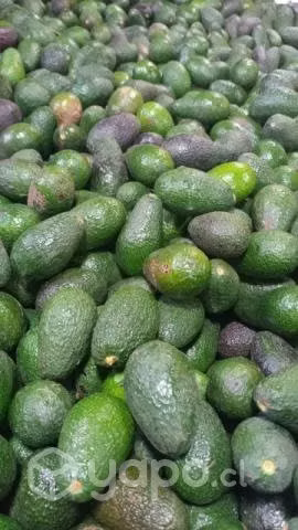 Palta Hass por mayor y al detalle , todos.los cali