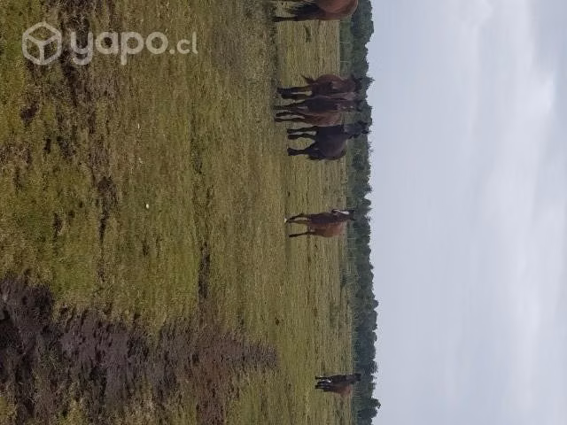 Yeguita