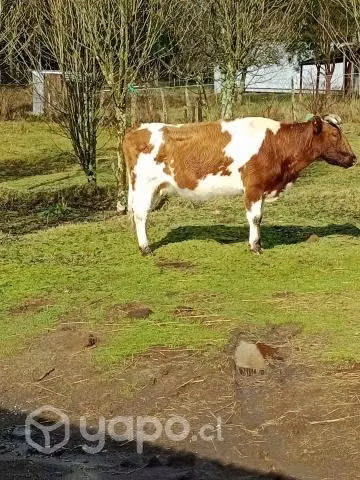vaca preñada