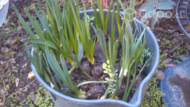 Narcisos Bulbos triple flor