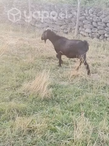Chivas, cabras - Imagen 3