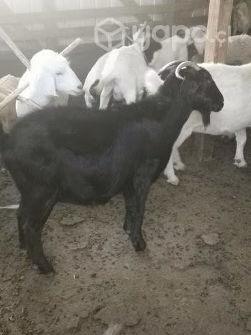 Chivas, cabras