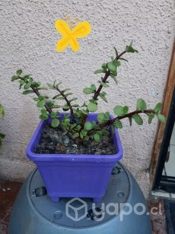 Planta Portulacaria Afra
