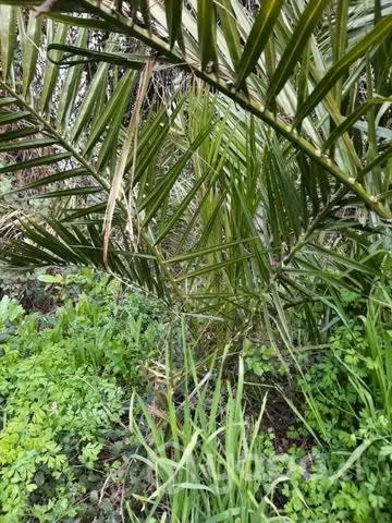 Palmera (Arecaceae pequeña)