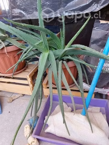 Planta Aloe Vera