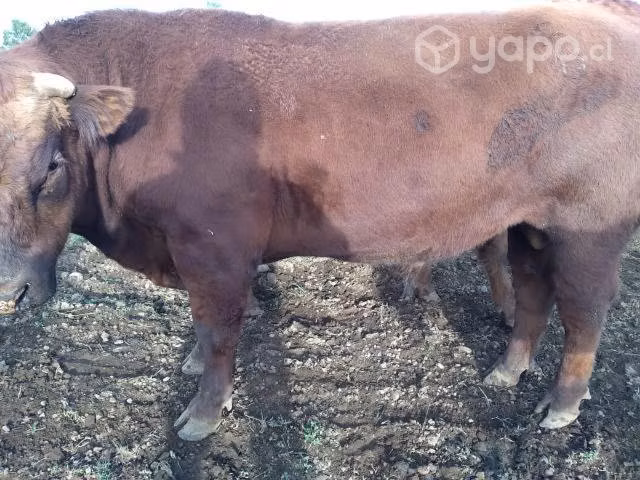 Torete angus