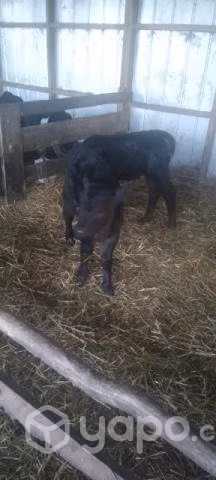 Terneros - Imagen 3