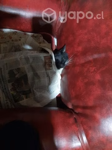 Son dos muy lindas galletas las regalo - Imagen 2