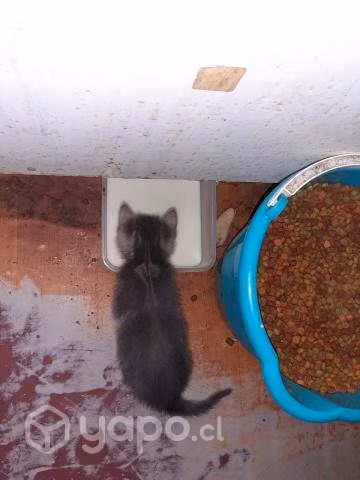 Son dos muy lindas galletas las regalo - Imagen 4