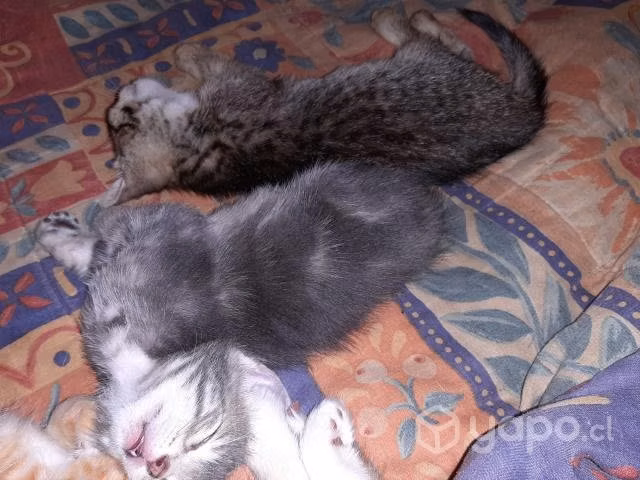 Son dos muy lindas galletas las regalo
