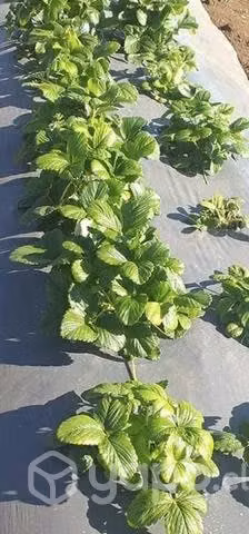 Plantas de frutillas albeon