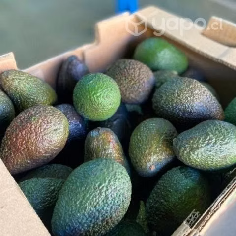 Paltas hass 2.000 el kilo para madurar y maduras