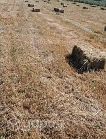 Fardos de vallica y avena