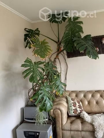 Planta 12 años