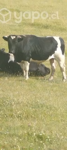 toro - Imagen 2