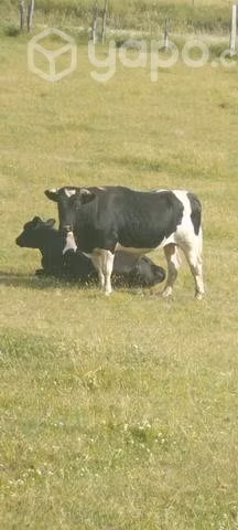 toro