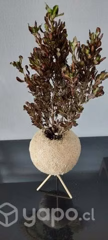 Plantas naturales/ Coprosma en kokedamas