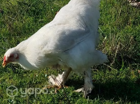 Brahmas