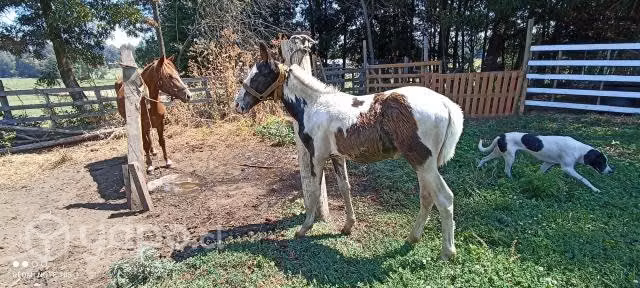 Potrillo de 4 meses Sanito mansito es mestizo