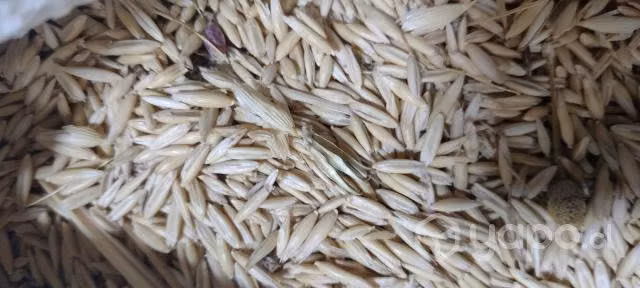 Avena en grano