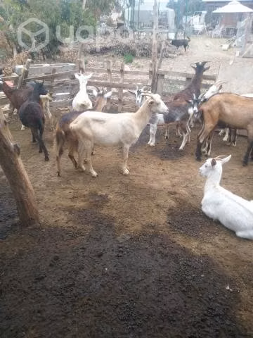 cabrillas alpinas