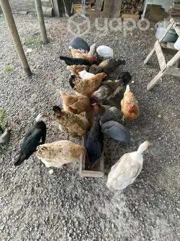 Gallinas deCampo (vivas) - Imagen 2