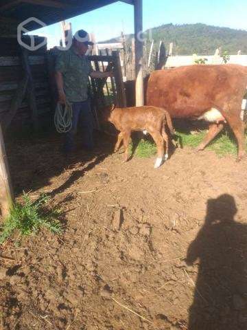 Vaquilla con cría - Imagen 3