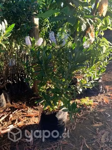 Plantas Verónicas