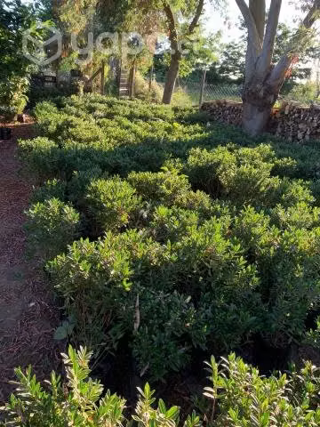 Plantas Verónicas