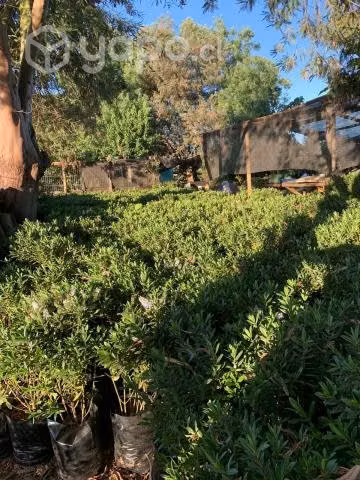 Plantas Verónicas