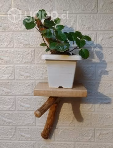 Repisa rustica + planta dólar ☘️