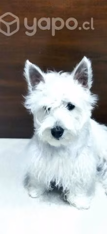 Peluquería Canina a domicilio