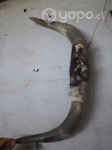 Cabeza de caballo y cachos de toro