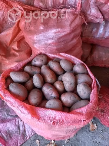 Semilla de papas - Imagen 4