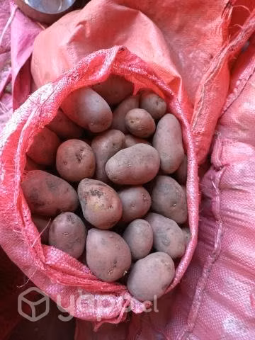 Semilla de papas - Imagen 3