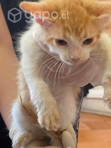 Gatitos