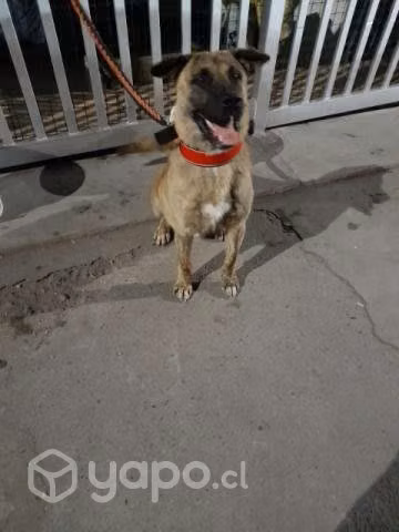 Se regalan 2 perros